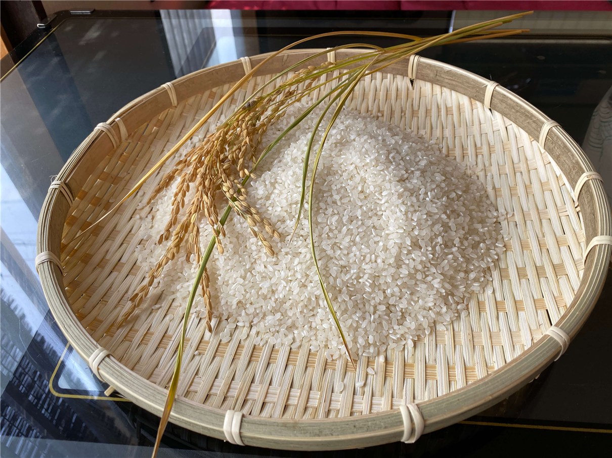 越前で使っている
御絲で収穫されたお米
